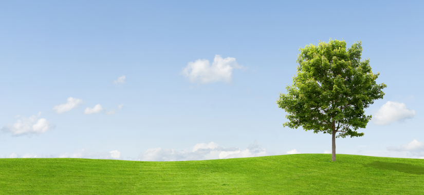 one tree in the green meadow