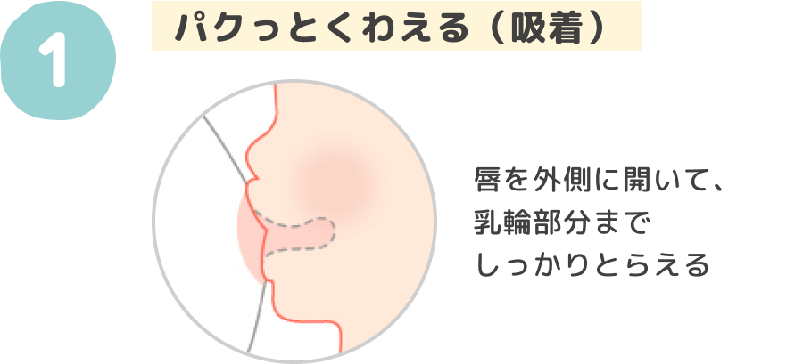 パクっとくわえる（吸着）