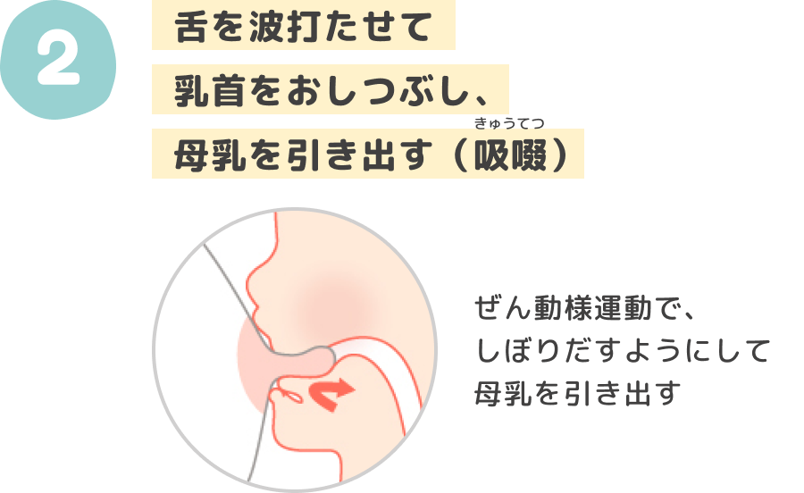 Squeeze your tongue to crush the nipple and draw out the breast milk (sucking)