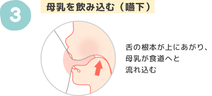 母乳を飲み込む（嚥下）