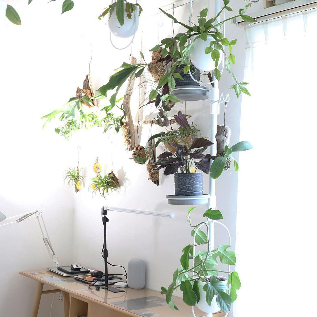 観葉植物を吊るす・飾る突っ張り棒を使うメリット｜室内でガーデニングを楽しめるハンギングポールの使い方も紹介 - リッチェルLIFE+【公式】