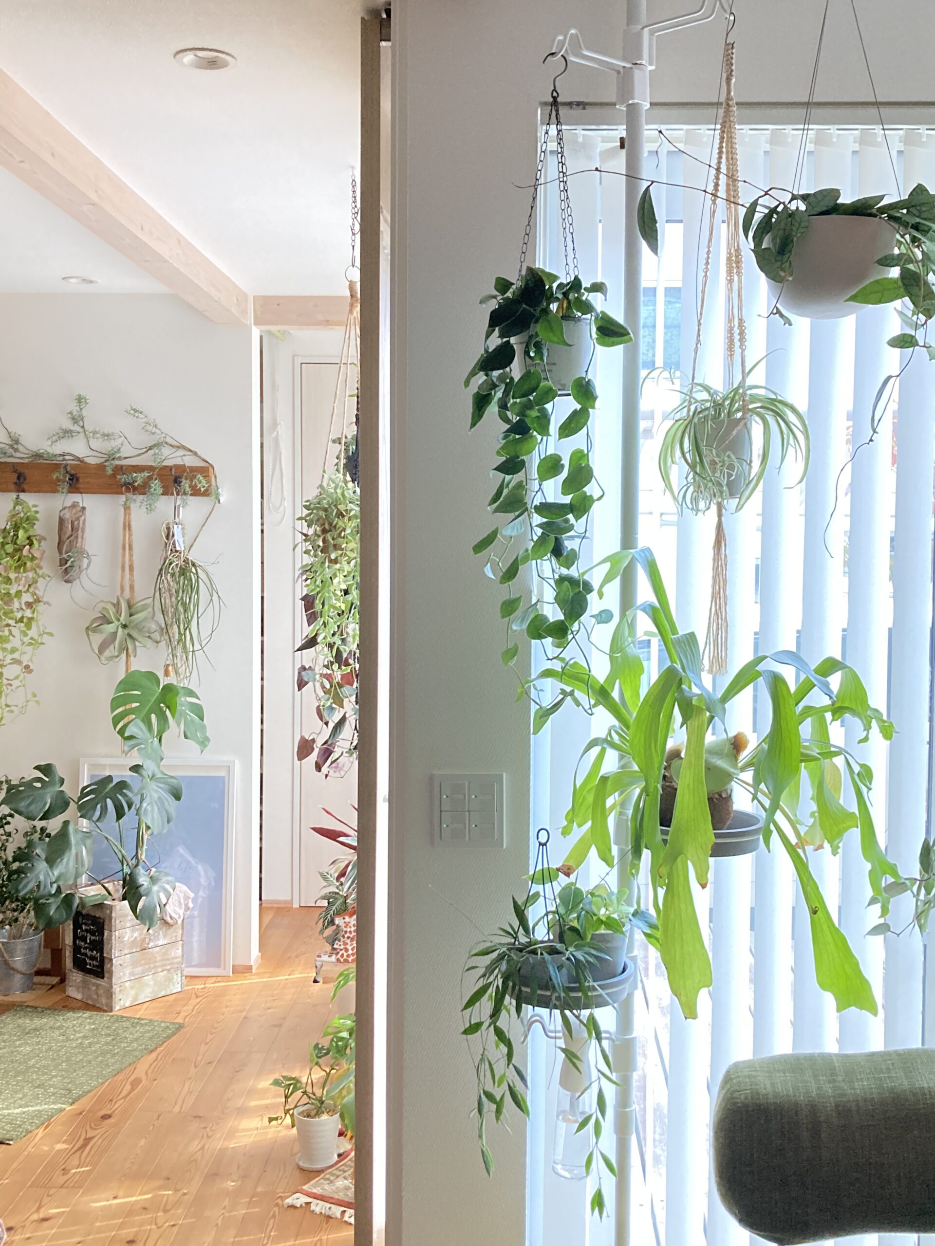 観葉植物を吊るす・飾る突っ張り棒を使うメリット｜室内でガーデニングを楽しめるハンギングポールの使い方も紹介 - リッチェルLIFE+【公式】
