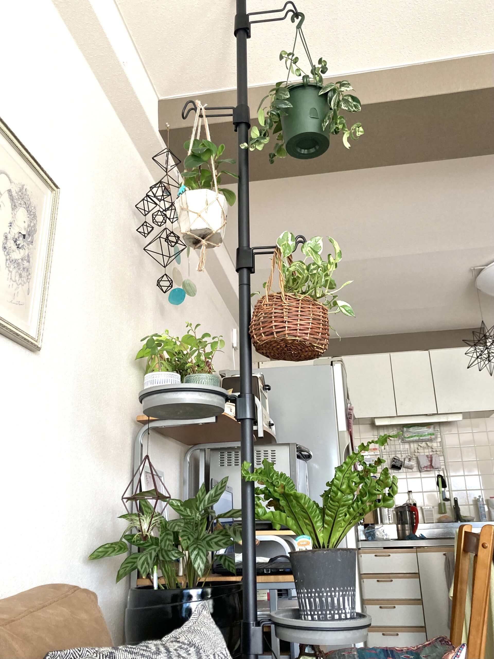 観葉植物を吊るす方法6選!飾る時に使うアイテム選びや配置のポイントも紹介 - リッチェルLIFE+【公式】