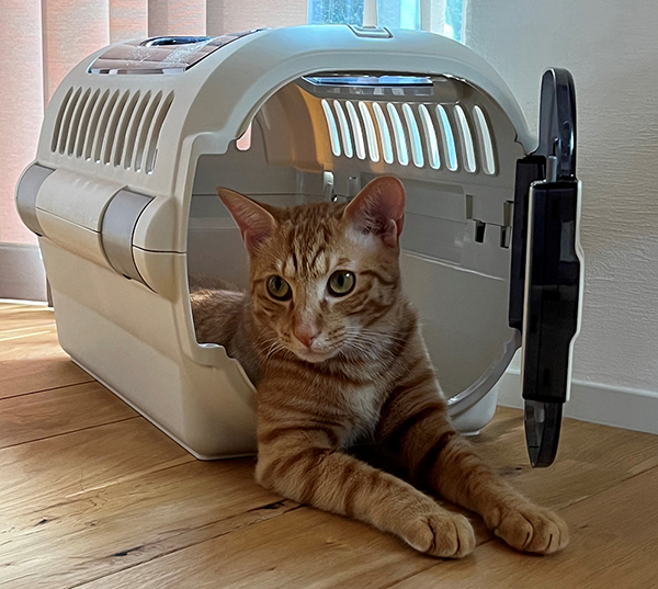 猫を飼うのに必要なものリスト！初めての人が揃えるべきおすすめグッズ 