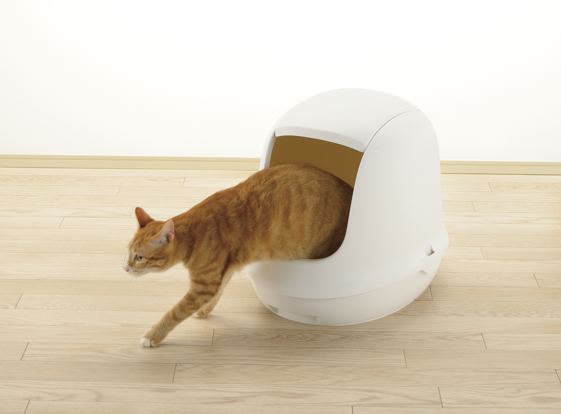 猫を飼うのに必要なものリスト！初めての人が揃えるべきおすすめグッズ 