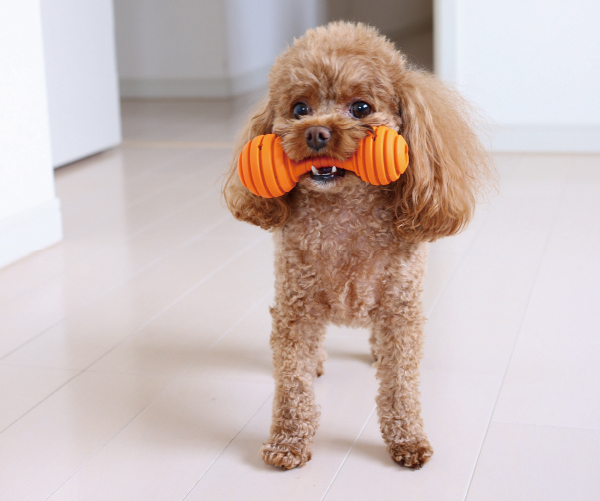 犬のフードを入れるおもちゃ（知育玩具）の選び方を解説！使うメリット 