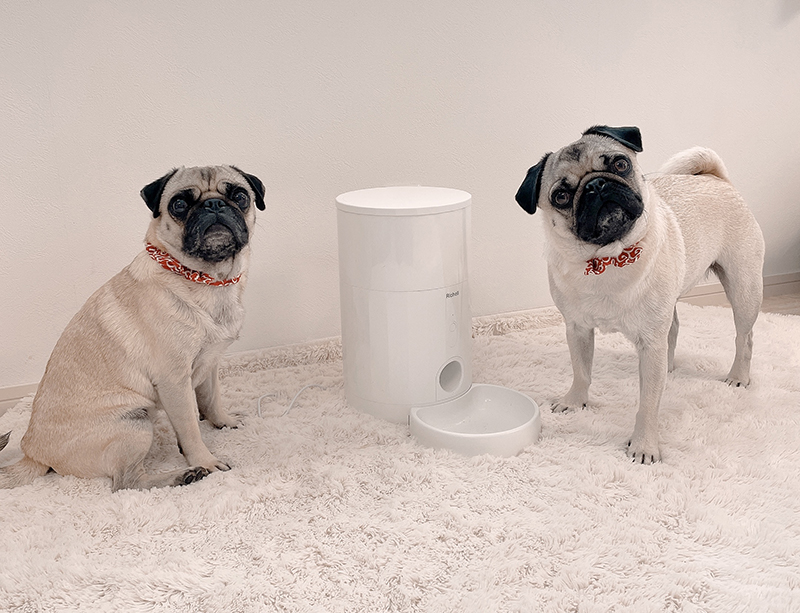 犬猫用の自動給餌器を使うメリット・デメリットを紹介！タイプ別の特徴 