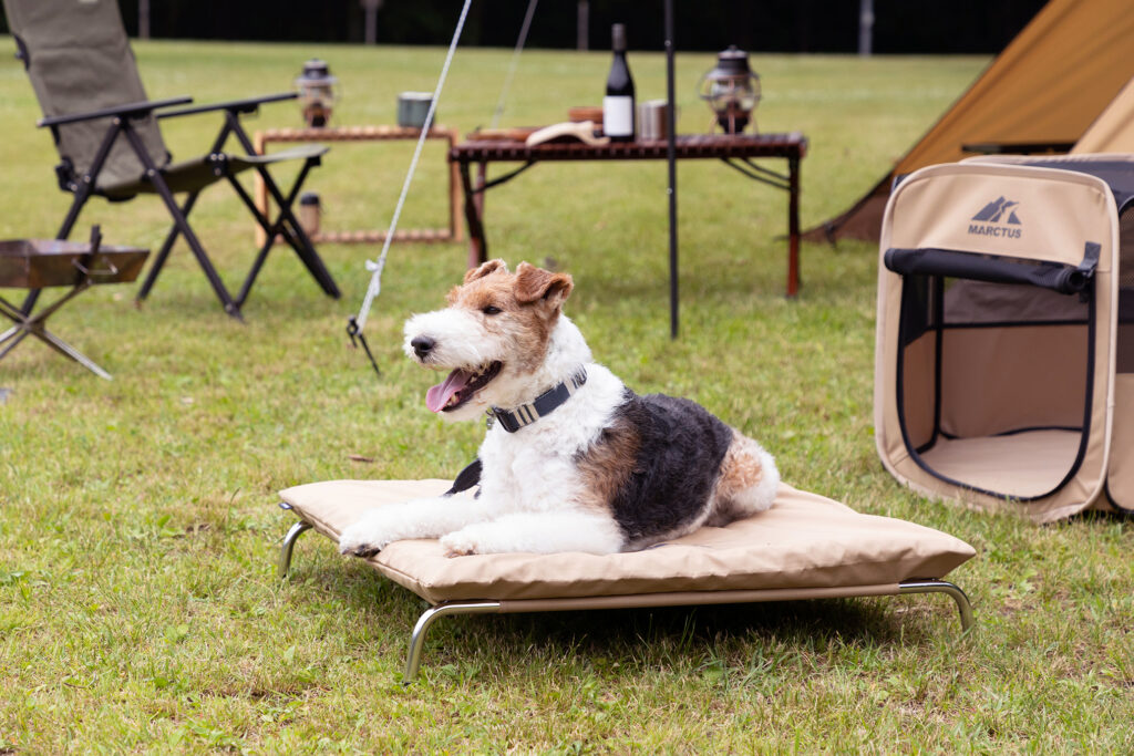 愛犬とキャンプに行く際に便利なグッズ一覧｜ペットとのキャンプ初心者 