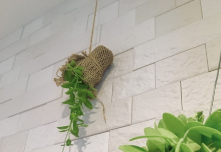 逆さまに吊るしている観葉植物