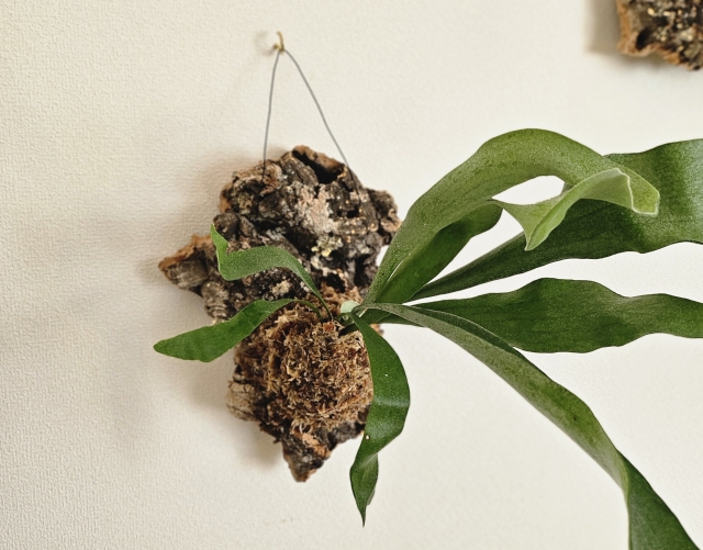 壁に吊るしている観葉植物