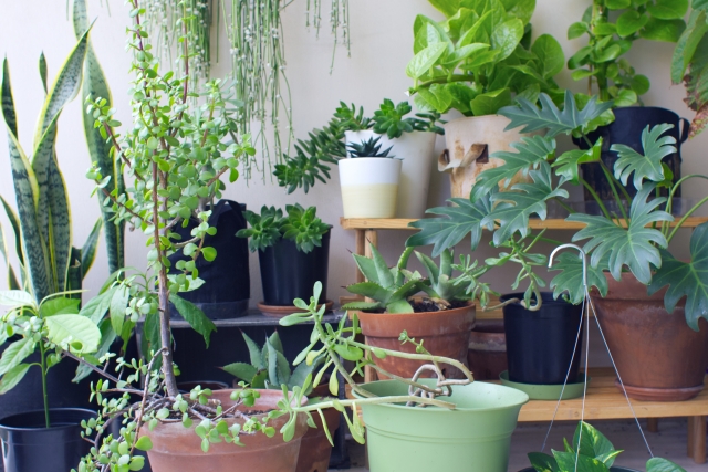 さまざまな種類の観葉植物