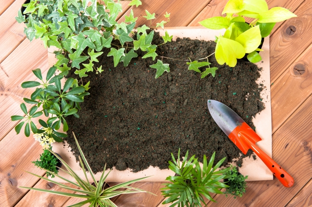 観葉植物の寄せ植えを作っている様子