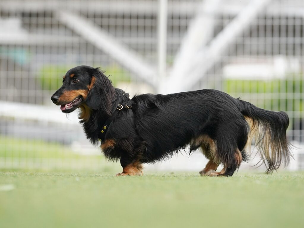 犬のストレスサイン
