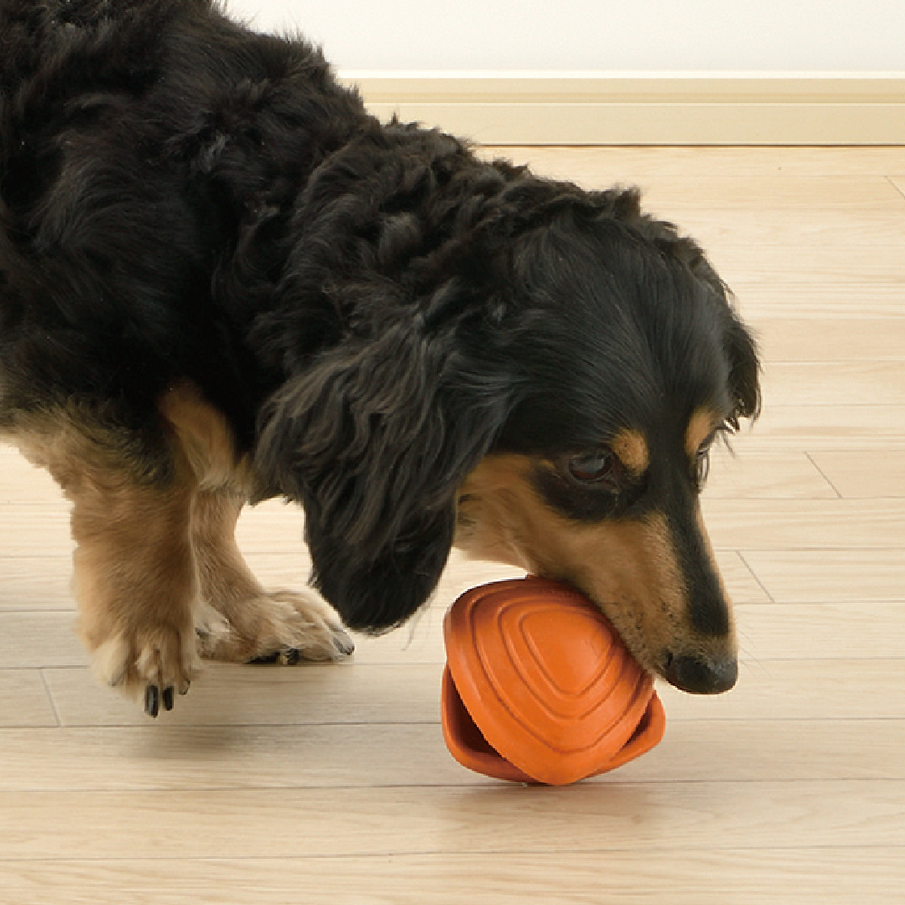 グルーペックSで遊ぶ犬